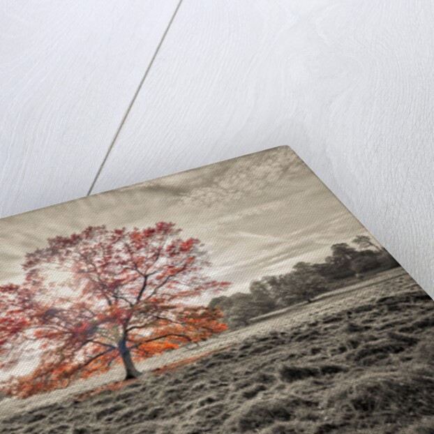 Single tree at autumn by Assaf Frank